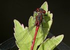 5 Damselfly - a large red.jpeg